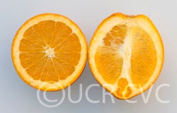 springnavelorange_crc4024_004
