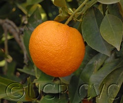 standardsour_crc_628_001