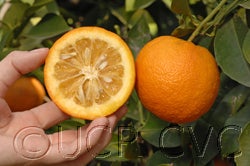 standardsour_crc_628_002