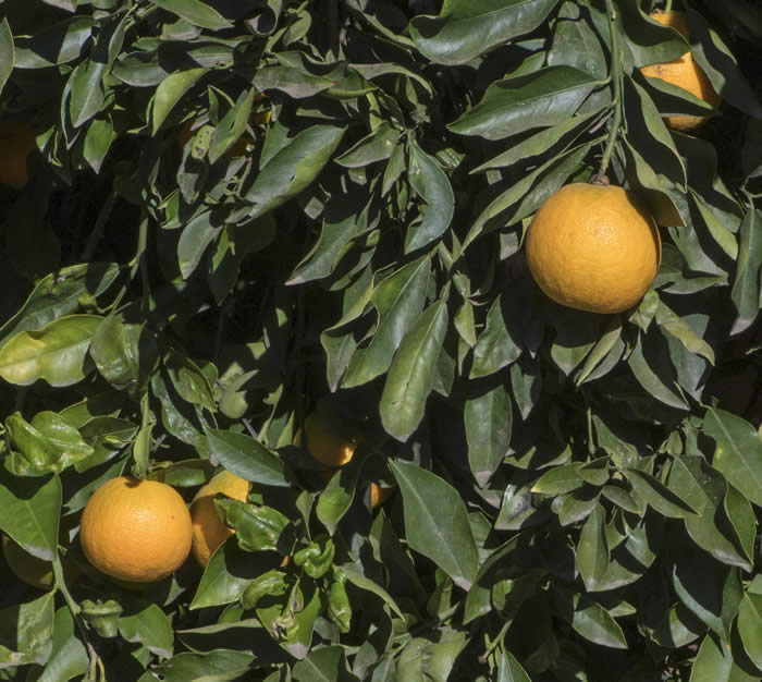 starsweetorange_crc366_001