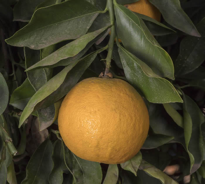 starsweetorange_crc366_003