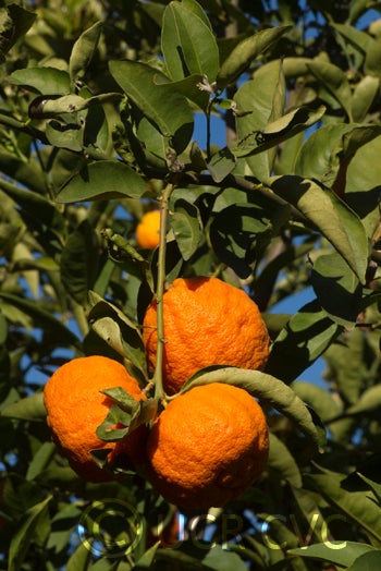 Stow red rough lemon crc3185003_000