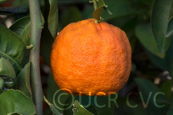 Stow red rough lemon crc3185005