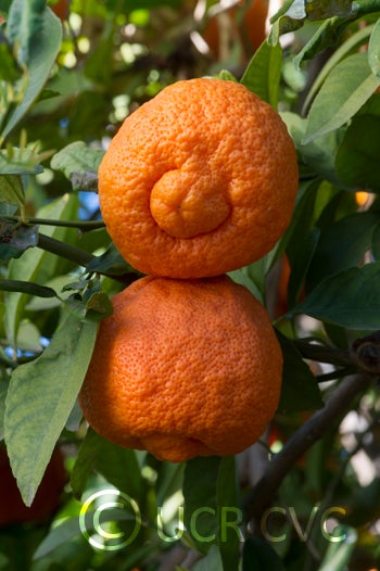 Stow red rough lemon crc3185006