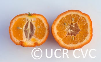 Stow red rough lemon crc3185007