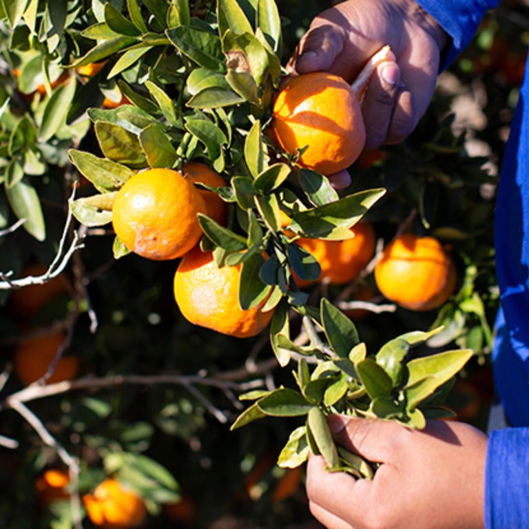 in the citrus grove (c) UCR/Stan Lim