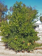 Amoa 8 blood tangor crc4237001