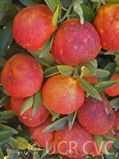 Amoa 8 blood tangor crc4237002