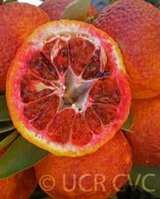 Amoa 8 blood tangor crc4237004