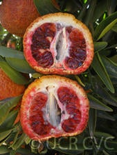 Amoa 8 blood tangor crc4237008