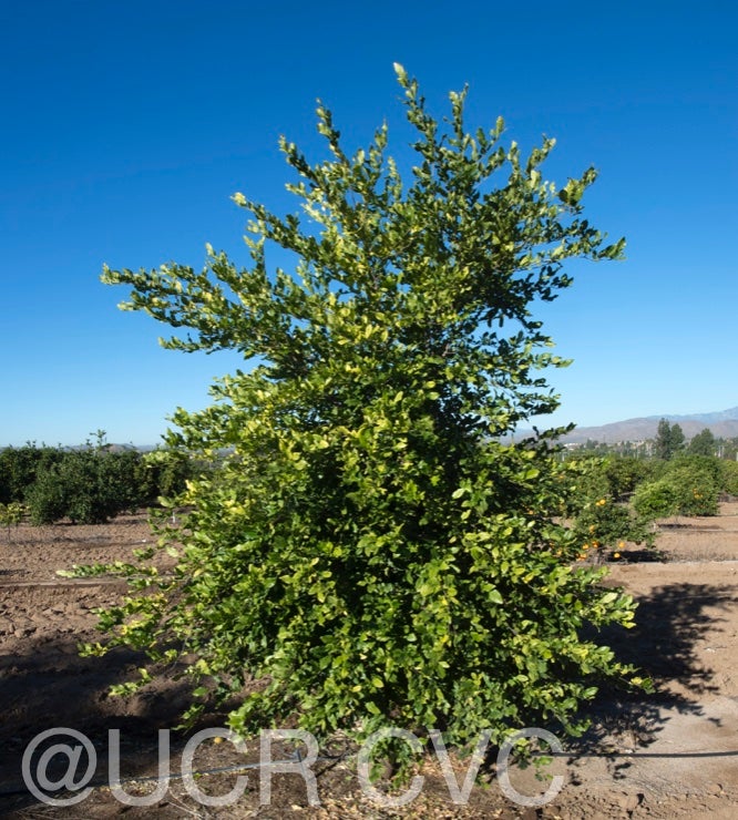 swinglea_glutinosa_crc_4043_001.jpg