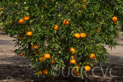 Szinkom mandarin crc3085004