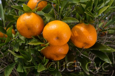 Szinkom mandarin crc3085006