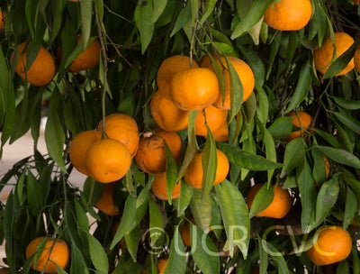 Szinkom mandarin crc3085008