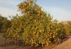 Tankan tangor (CRC 3875)tankan3875cvc01_000