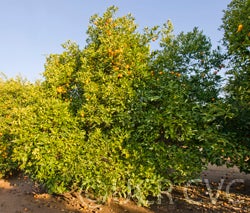 Tarocco 7 blood orange crc3596001