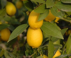 Tavares limequat 003_000.jpg