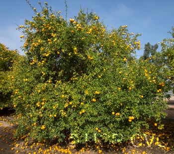 Taylor trifoliate crc3571001