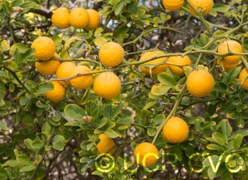 Taylor trifoliate crc3571004