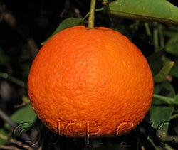 Temple tangor cvc001_000