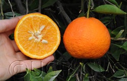 Temple tangor cvc003_000