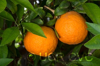 Temple tangor crc2598004