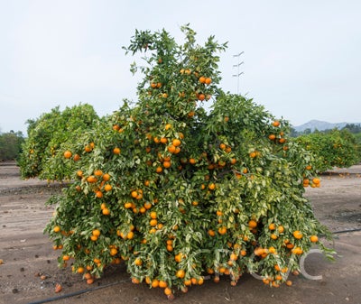 Temple X Dancy Mandarin Hybrid crc4021001