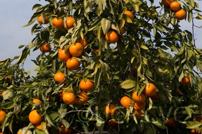 Temple X Dancy Mandarin Hybrid crc4021005