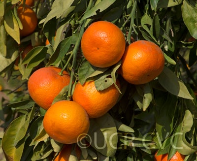 Temple X Dancy Mandarin Hybrid crc4021006