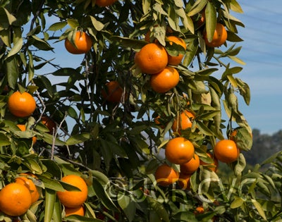 Temple X Dancy Mandarin Hybrid crc4021009