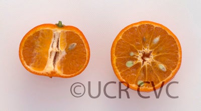 Temple X Dancy Mandarin Hybrid crc4021011