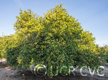 Tengu Pummelox Sweet Orange Hybrid crc3464001