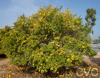 Texas trifoliate crc2861002