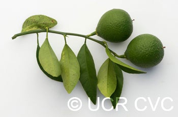 Thomasville citrangequat crc1440006