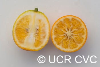 Thomasville citrangequat crc1440007