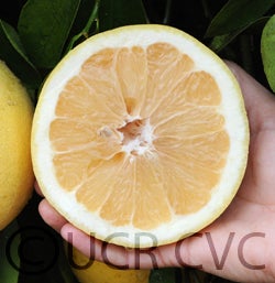 Thompson Pink cvc006.jpg