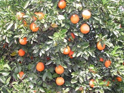 Thomson navel orange 2