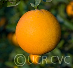 Thomson navel orange crc969002