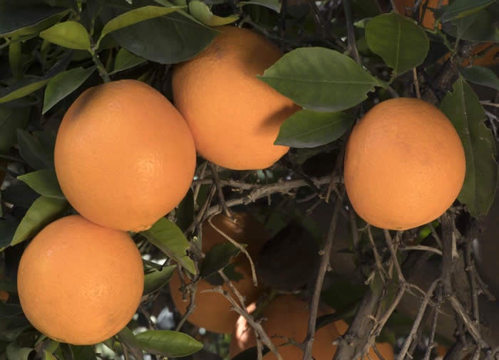 Thomson Navel Orange crc983001