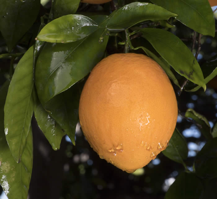 Thomson Navel Orange crc983002