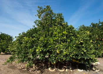 Thong Dee US 145 pummelo crc4027002.jpg