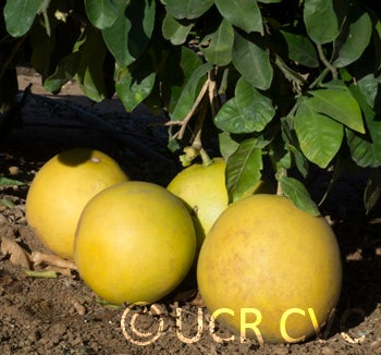 Thong Dee US 145 pummelo crc4027005.jpg