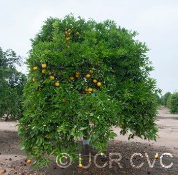 Thornton Tangelo crc2013002.jpg