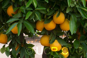 Thornton Tangelo crc2013003.jpg