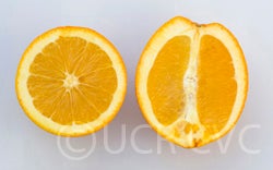 Tibbetts Parent Washington navel orange crc4051006.jpg