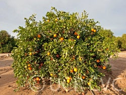 Tibbetts Parent Washington navel orange crc4051_003.jpg