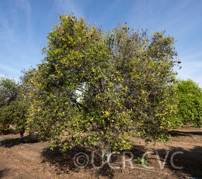 Tien Chieh mandarin crc2376002.jpg