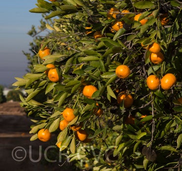 Tien Chieh mandarin crc2376003.jpg