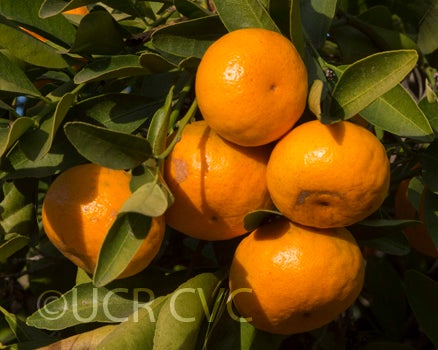 Tien Chieh mandarin crc2376004.jpg