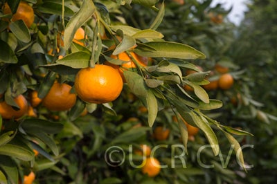 Tien Chieh mandarin crc2376006.jpg